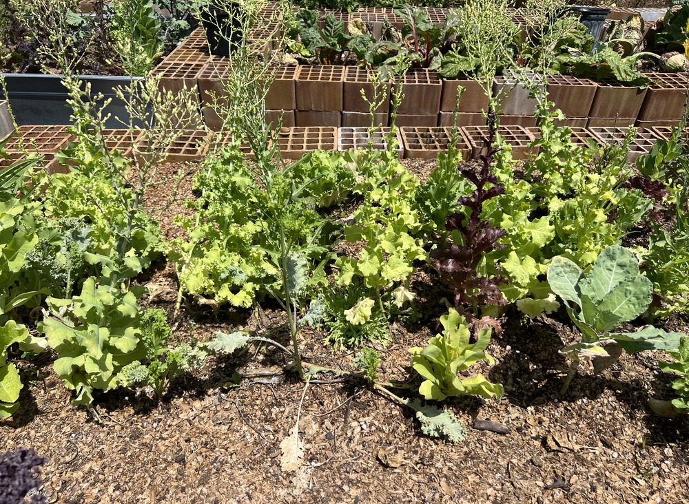 HerbGarden (1)